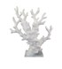 Corals White