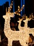 Reindeer