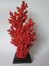 Corals Orange