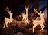 Reindeer