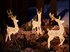 Reindeer