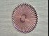 Shell Transparent Rose