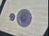 Dune Indigo Blue bread plate