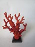 Corals Orange