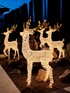 Reindeer